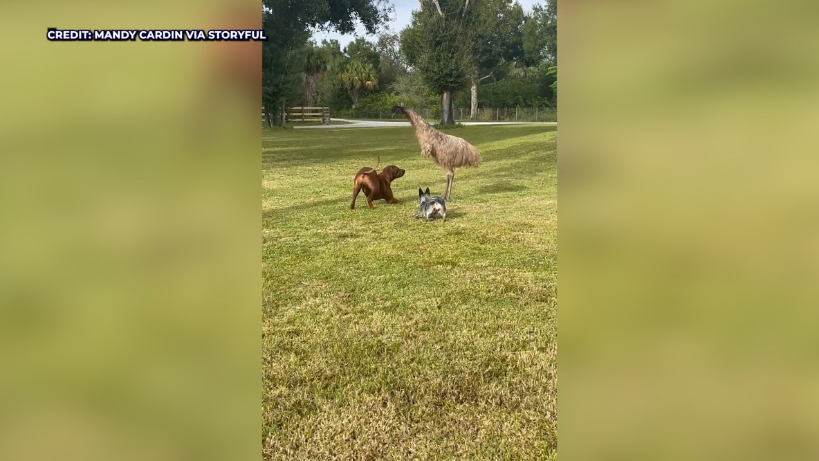 Emu and dogs play together at Florida farm